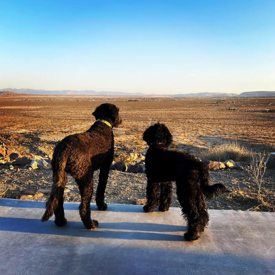 Two dogs looking out over the desert valley